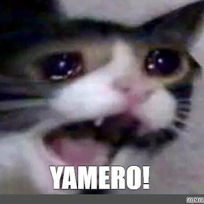 Mèo gào khóc nói yamero (dừng lại đi mà)