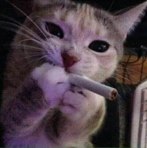 Mèo hai tay cầm điếu thuốc hút