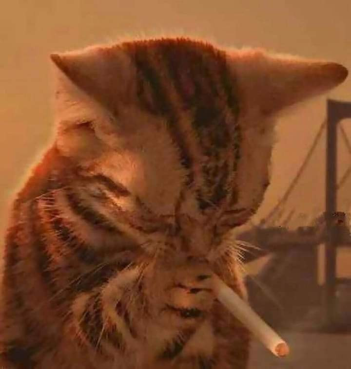 Mèo hút thuốc vẻ mặt trầm tư đau khổ