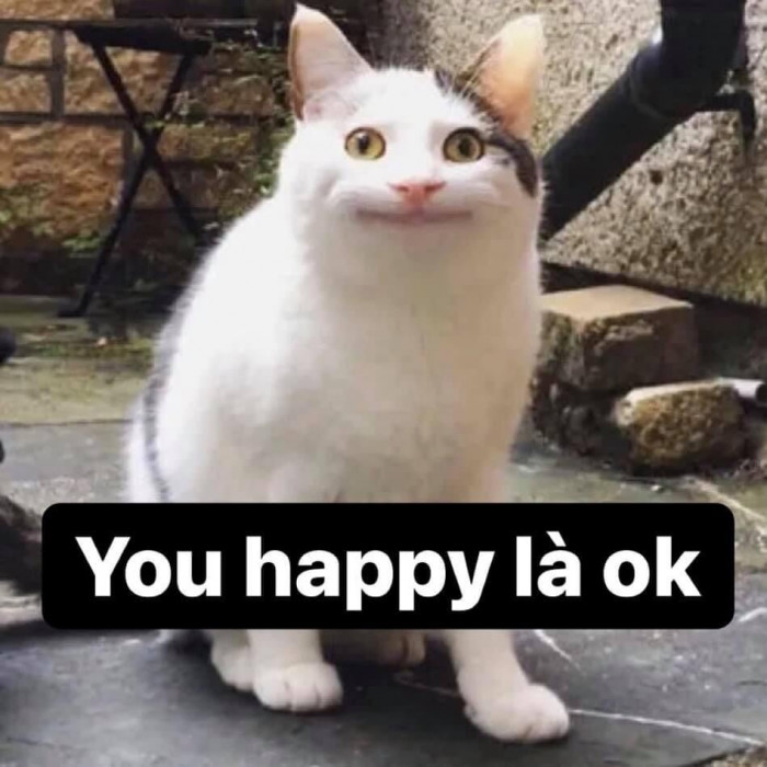 Mèo mặt bất lực: you happy là ok - Ảnh Chế Meme