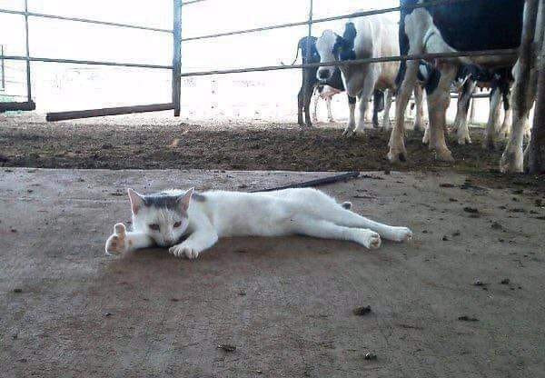 Mèo nằm bệt ở chuồng bò đưa ngón tay like