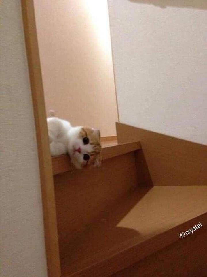 Mèo nằm ở cầu thang nhìn ra vẻ ngây thơ