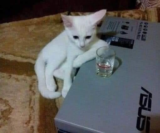 Mèo ngồi trầm tư trước ly rượu trên bàn
