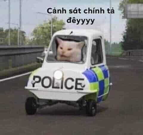 Mèo ngồi trong xe cảnh sát chính tả