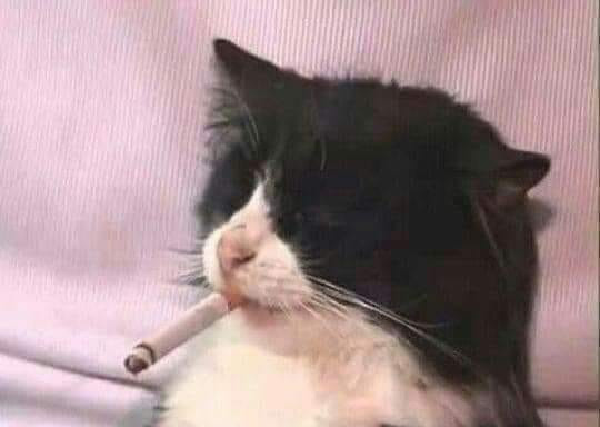 Mèo nhắm mắt hút thuốc bất cần đời