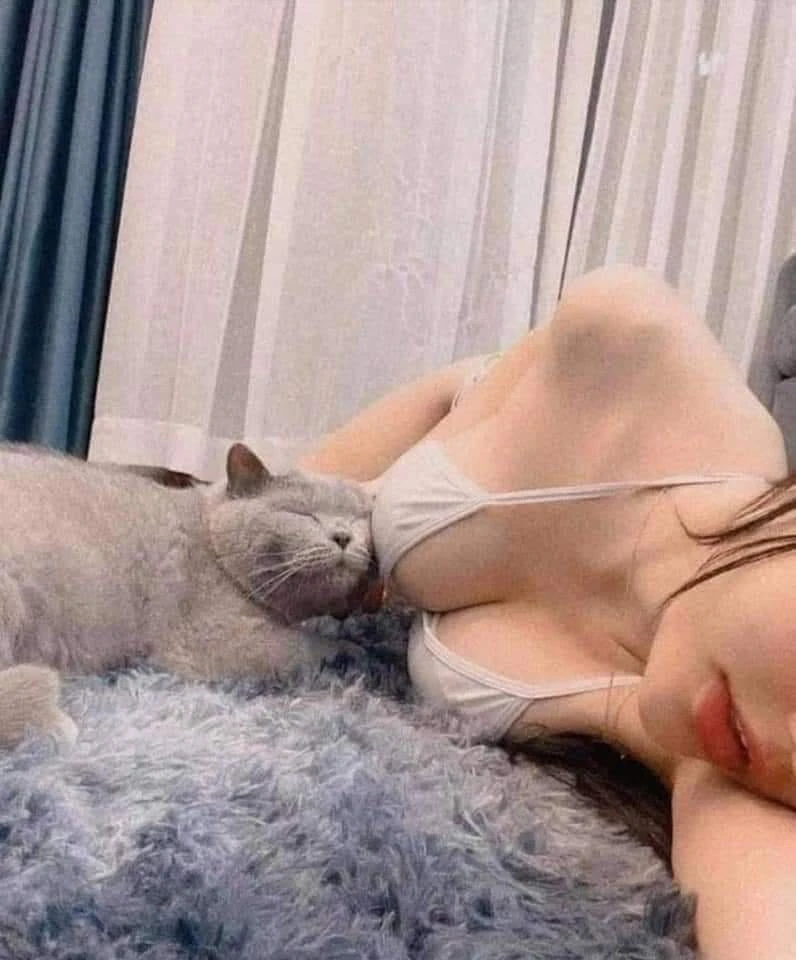 Mèo nhắm mắt phê tựa vào ngực cô gái ngủ