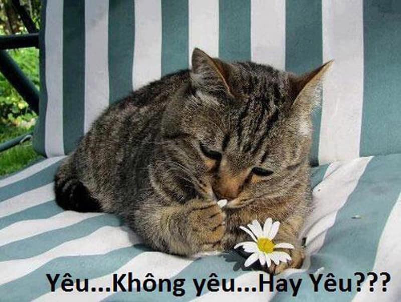 Mèo nhặt cánh hoa nói yêu không yêu