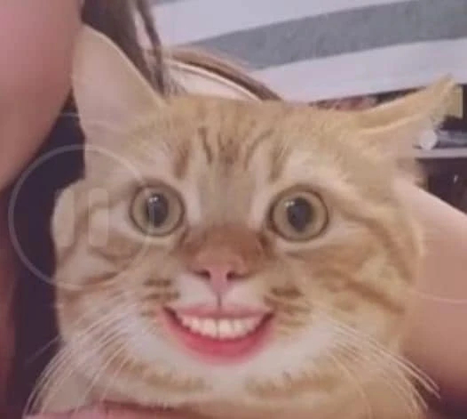 Mèo nở nụ cười bằng răng người