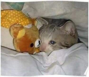 Mèo ôm gấu bông nằm khóc trên giường