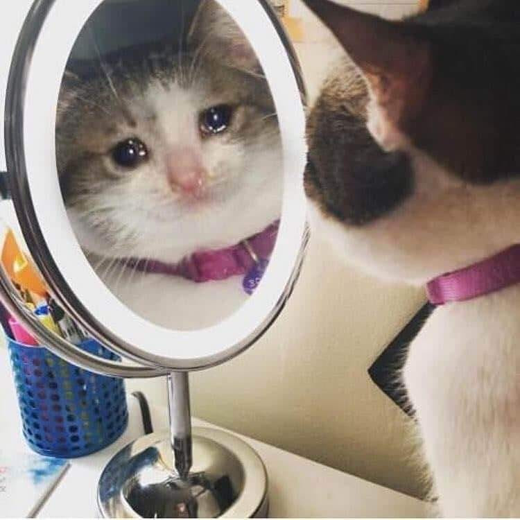Mèo soi gương khóc ướt cả mắt