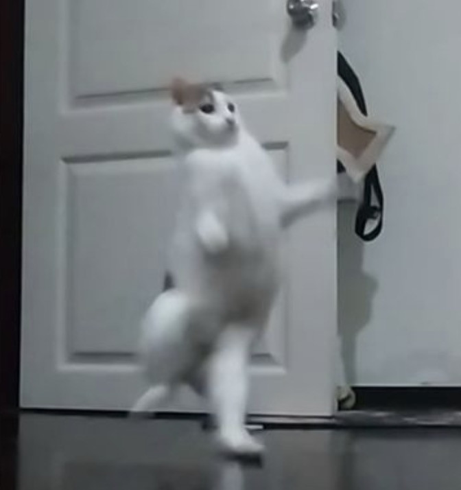 Mèo trắng bước đi tung tăng bằng hai chân như người