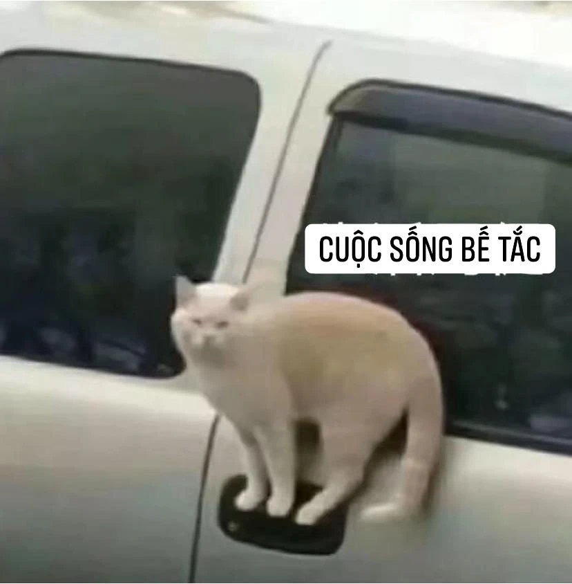 Mèo trắng đứng trên nắm cửa xe ô tô nói cuộc sống bế tắc