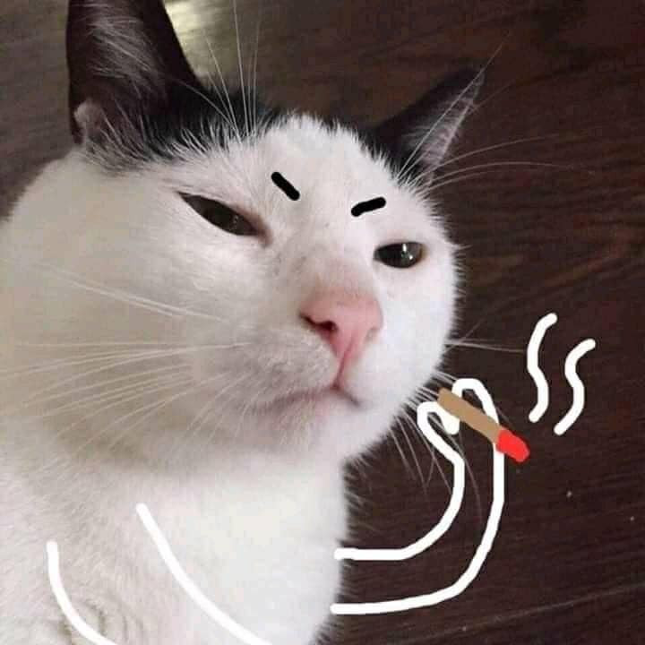 Mèo trắng hút thuốc có khuôn mặt đăm chiêu