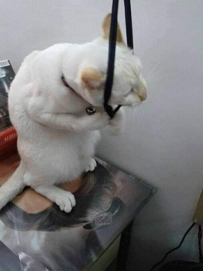 Mèo trắng lấy dây treo cổ