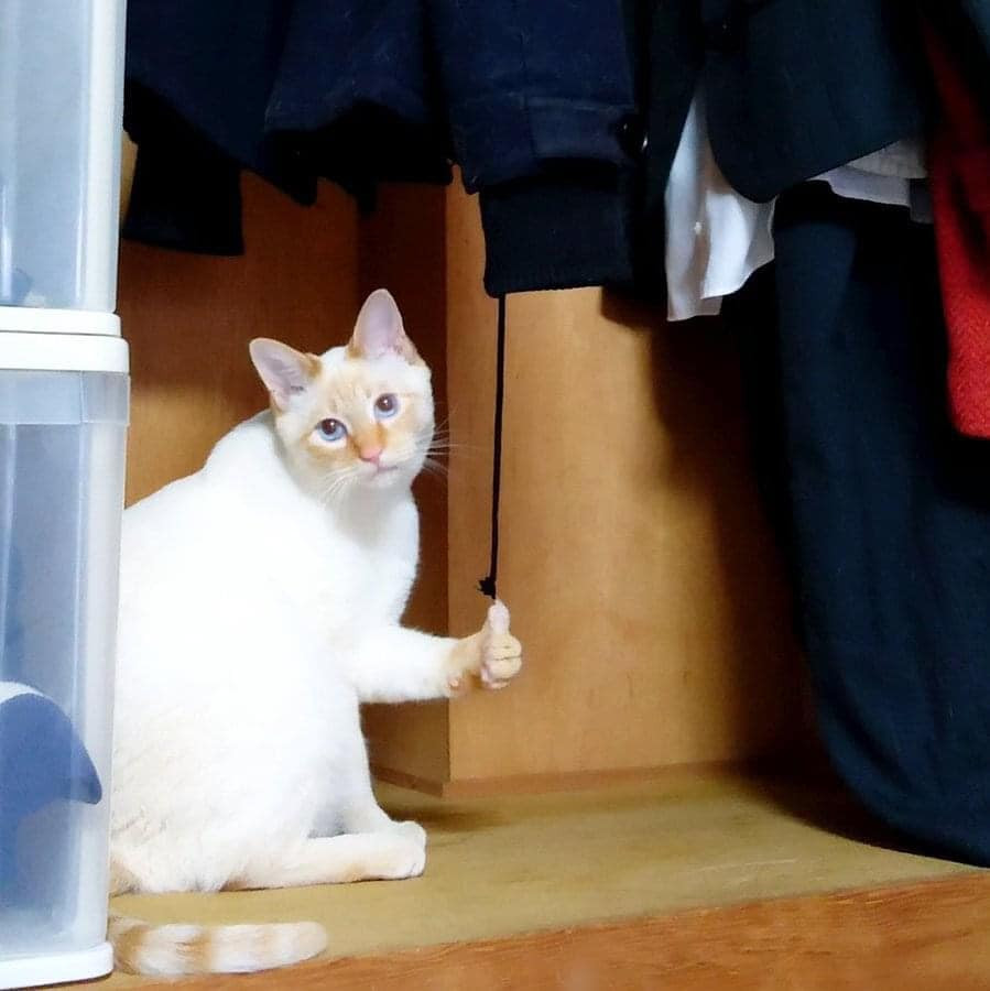 Mèo trắng ngồi thẫn thờ đưa ngón tay like
