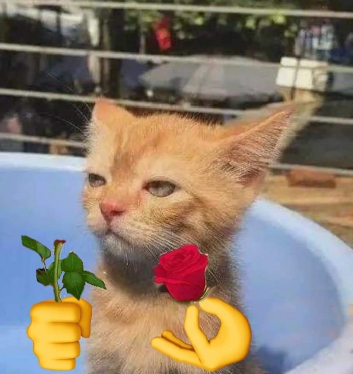 Mèo vàng ngắt bông hoa hồng ra làm hai