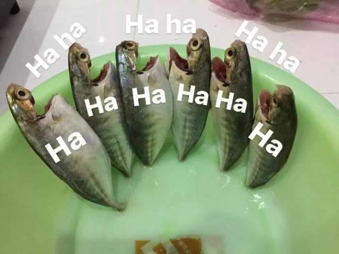 Những con cá sống há mồm cười ha ha ha ha