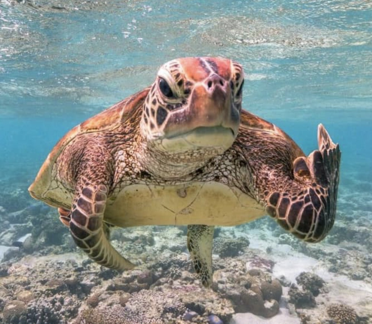 Rùa biển đang bơi đưa ngón tay thối
