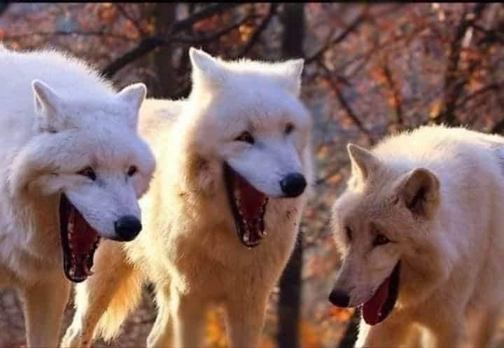 Tải về hình ảnh 3 con chó sói trắng cười sặc sụa
