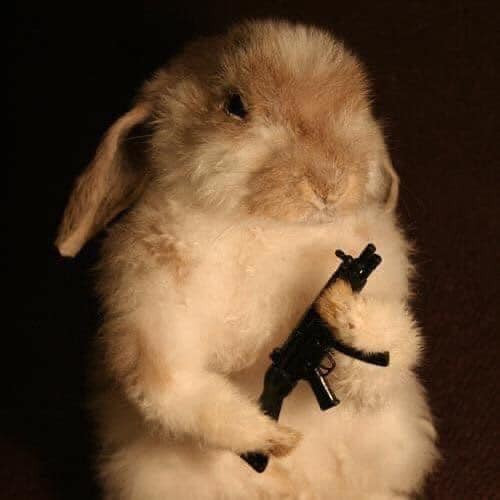 Thỏ cầm súng AK47